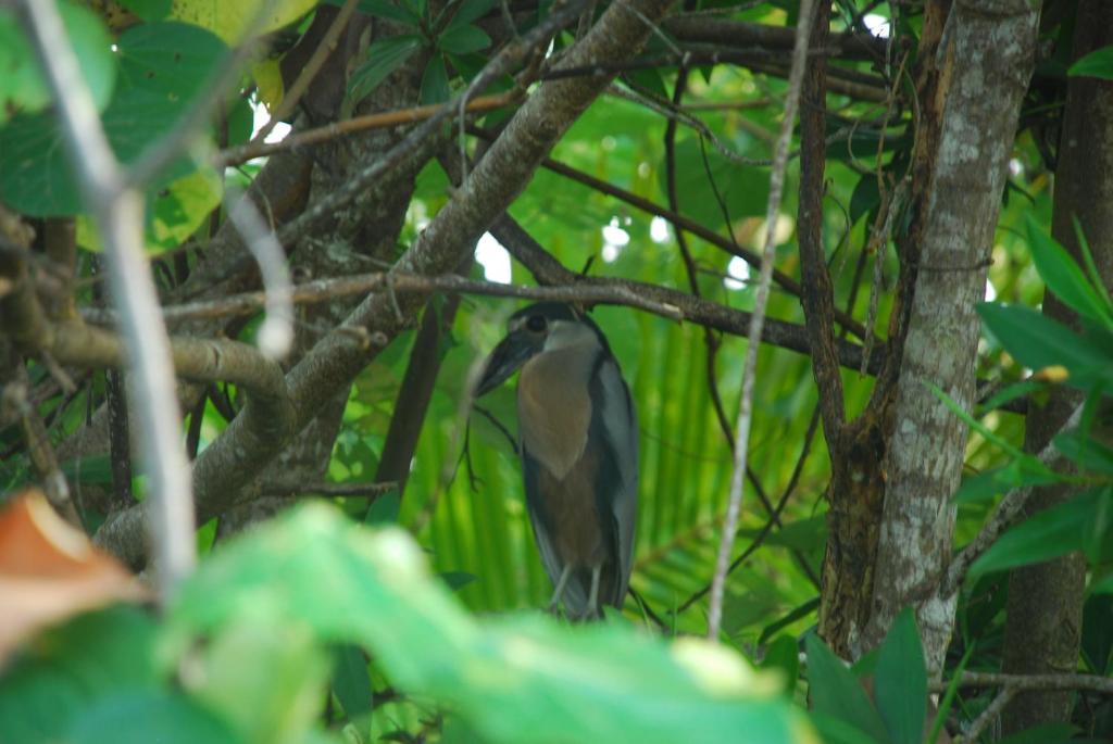 Hotel La Isla Parrita Bagian luar foto